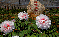 文化標識：校名題寫 / 校徽設計