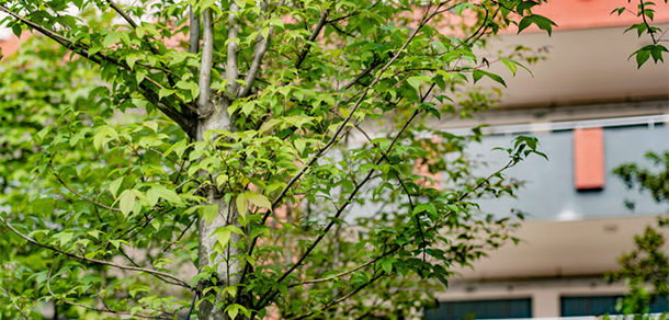我的大學(xué)-大學(xué)志