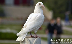 文化標(biāo)識(shí)：校名題寫 / ?；赵O(shè)計(jì)