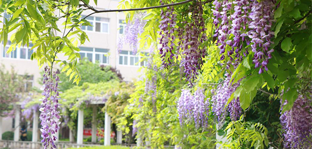 西安財經(jīng)大學行知學院 - 最美大學