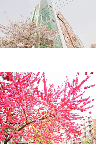 河北女子職業(yè)技術(shù)學院