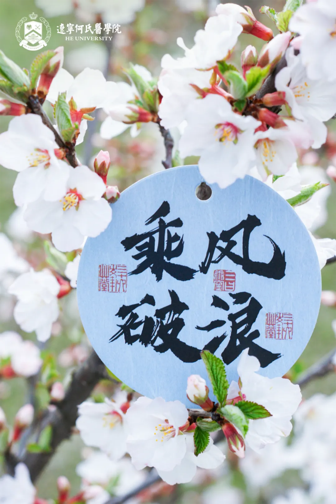 花事正盛，何氏的春天“鏡”這么美！