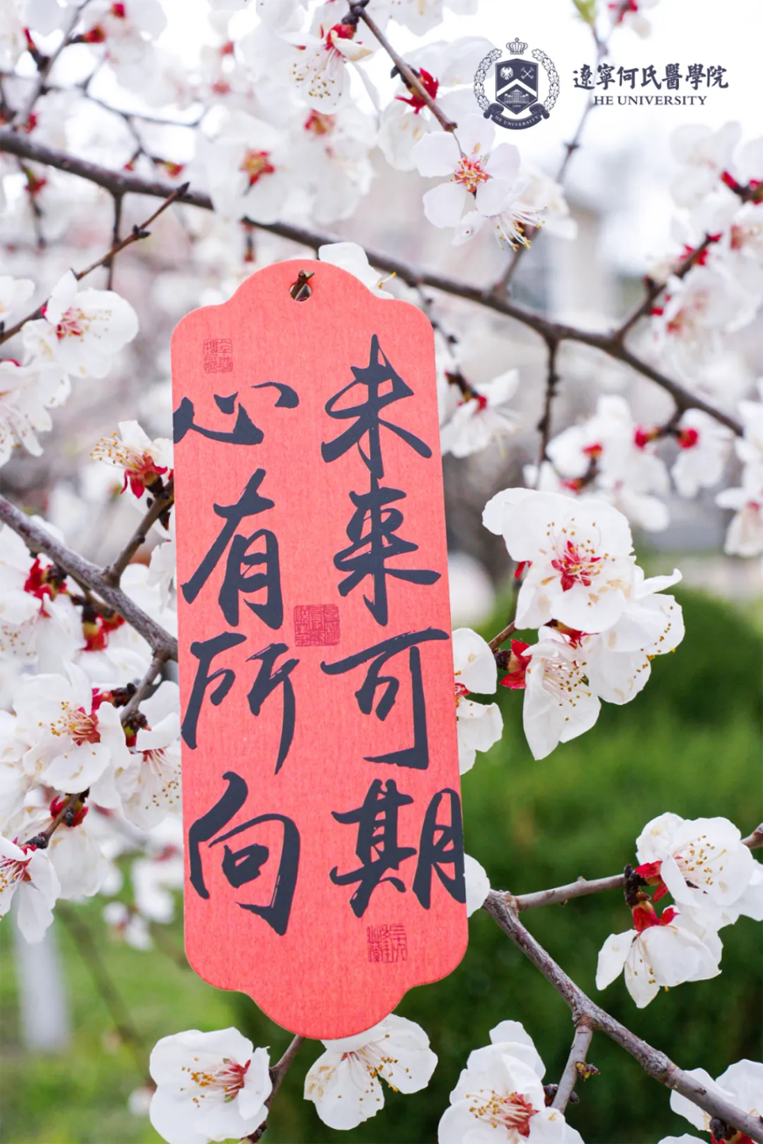 花事正盛，何氏的春天“鏡”這么美！